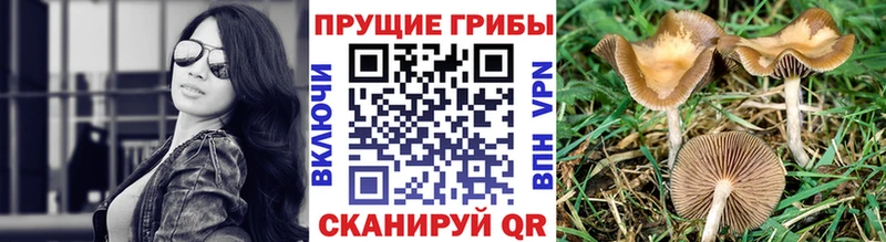 Псилоцибиновые грибы Cubensis  нарко площадка наркотические препараты  Осташков 